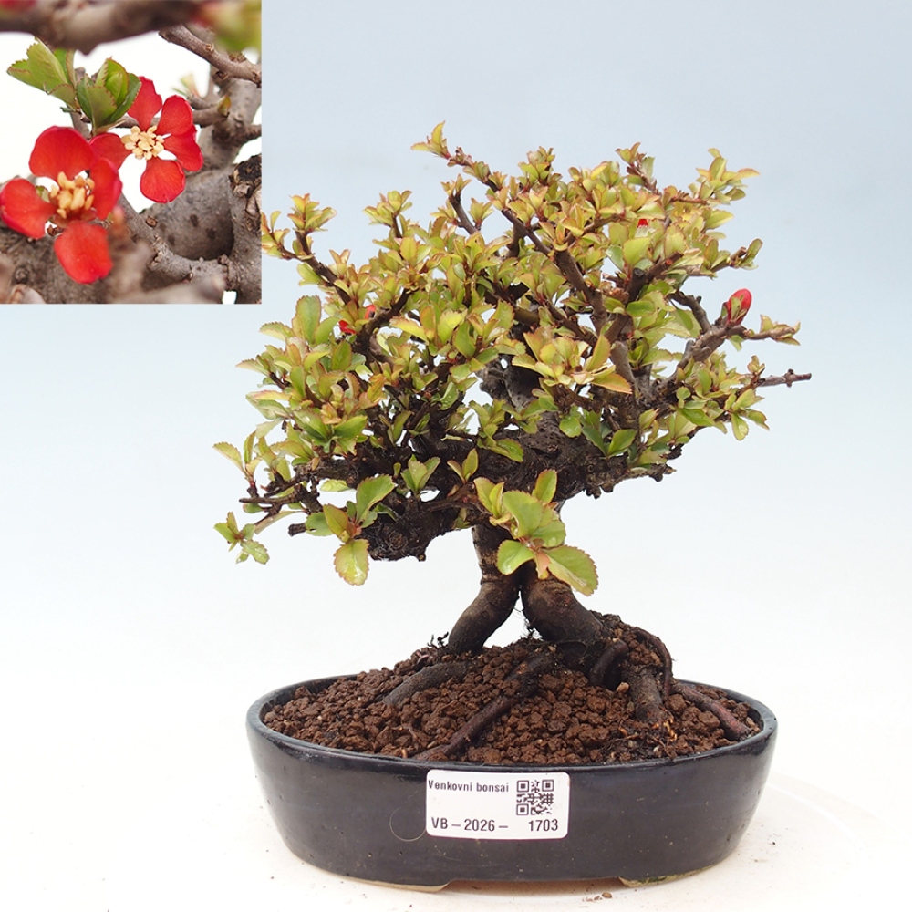Bonsai da esterno - Chaneomeles speciosa - Cotogno