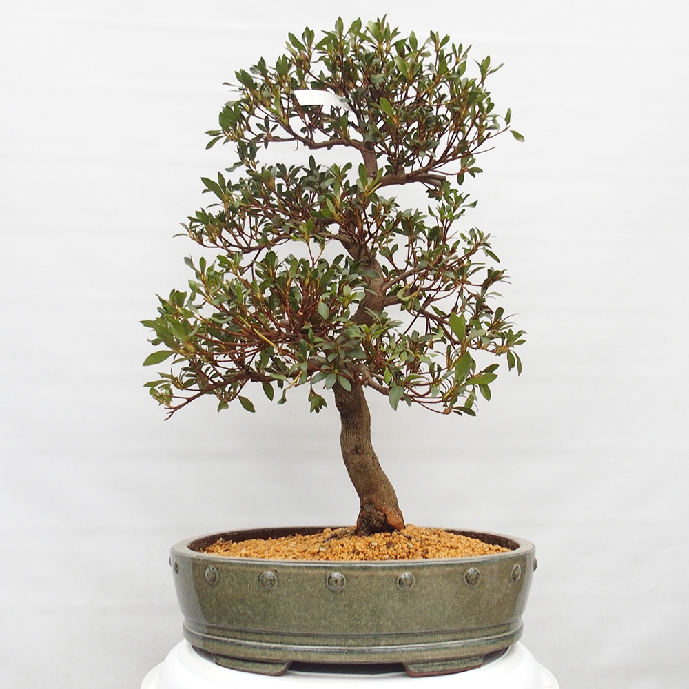 Bonsai da esterno - Azalea giapponese - Azalea CHIHIRO