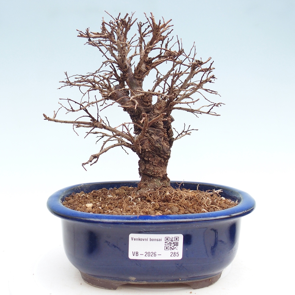 Bonsai da esterno - Zelkova - Zelkova NIRE