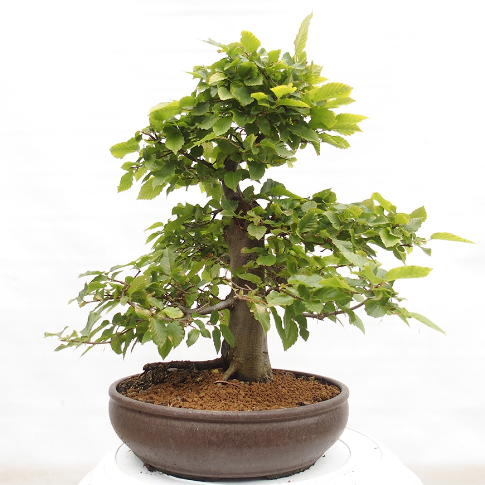 Bonsai da esterno - Carpino - Carpinus betulus