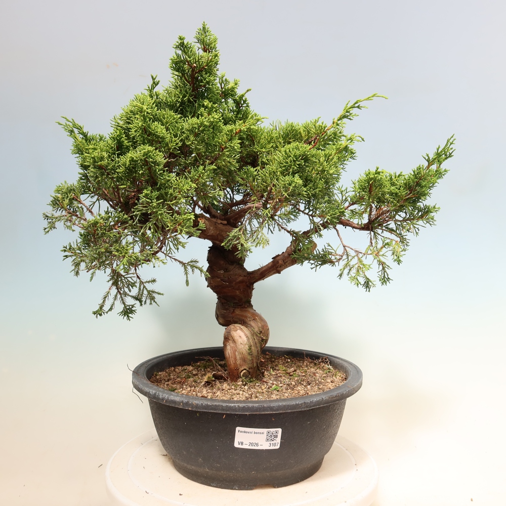 Bonsai da esterno - Juniperus chinensis Itoigawa-Juniperus chinensis