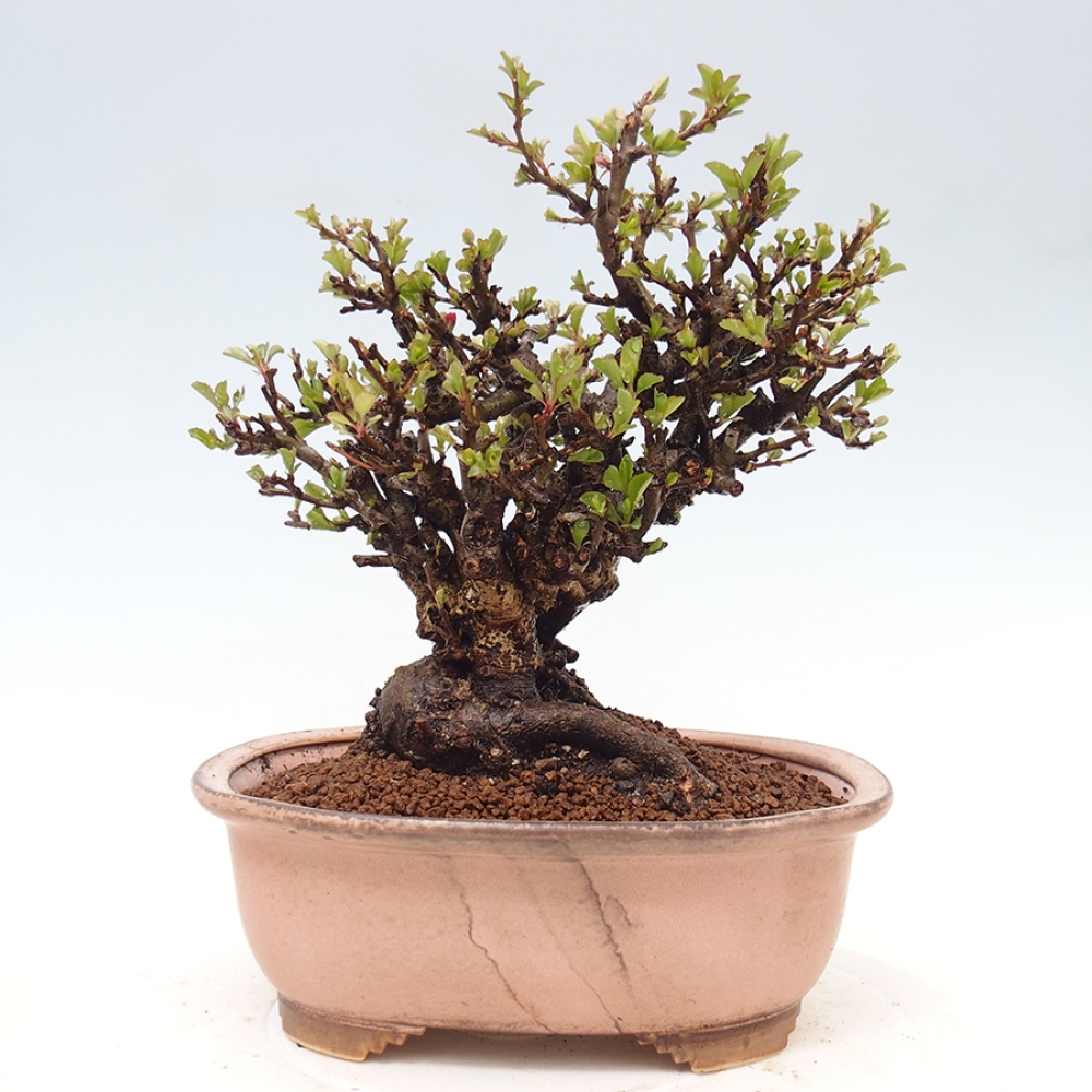 Bonsai da esterno - Chaneomeles speciosa - Cotogno