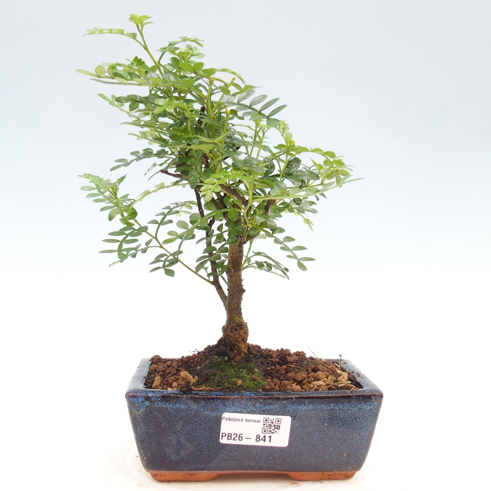 Camera bonsai - Zantoxylum piperitum - albero del pepe