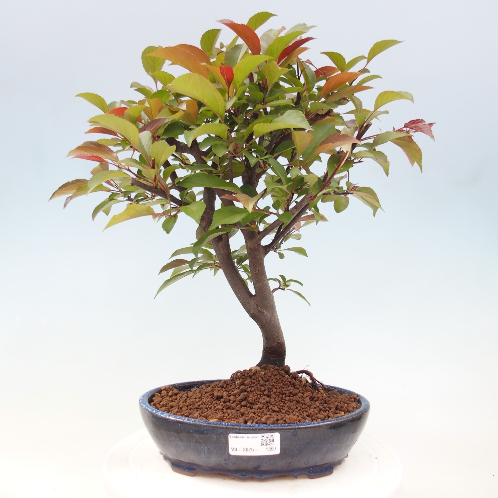 Bonsai da esterno -Malus domestica - Melo a piccoli frutti a foglie rosse