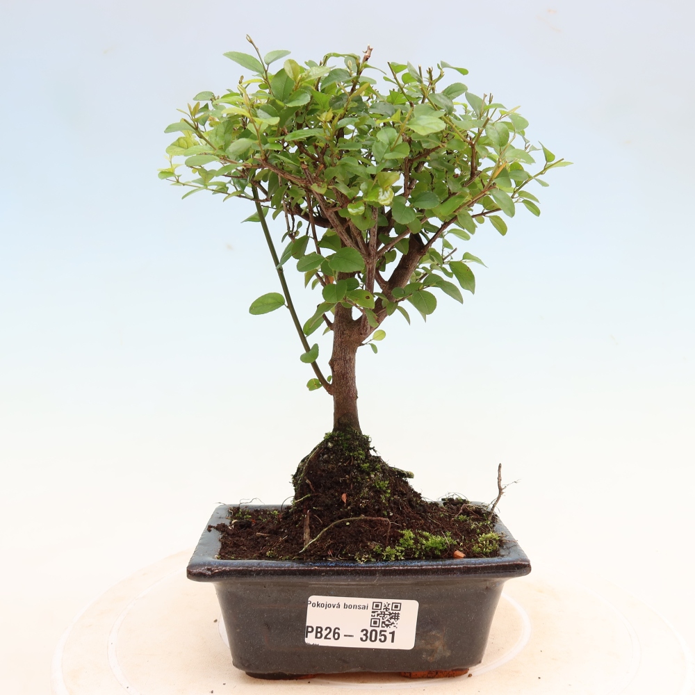 Camera bonsai - Sageretia thea - Sageretia thea