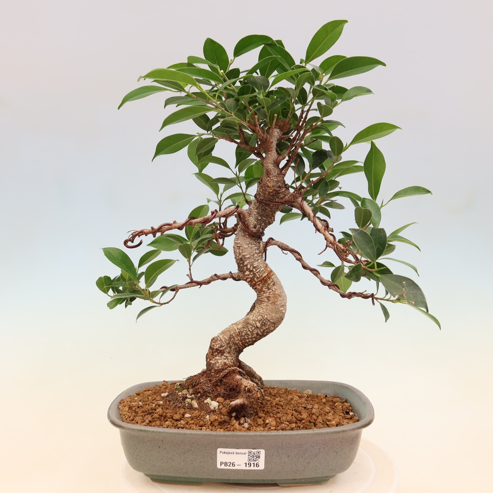Camera bonsai - Ficus kimmen - ficus a foglie piccole