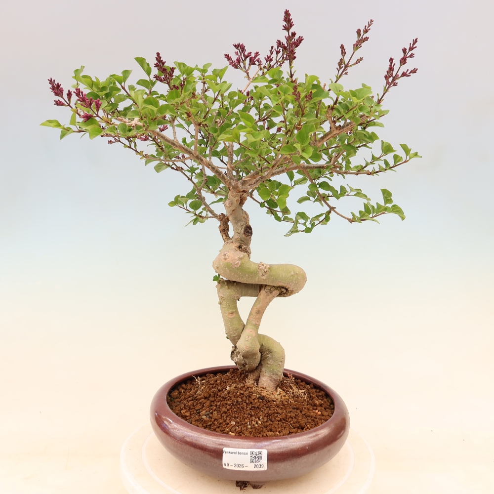 Bonsai da esterno - Syringa microphylla - lillà a fiore piccolo