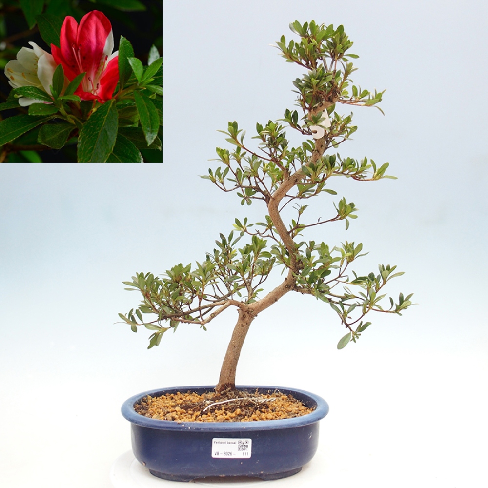 Bonsai da esterno - Azalea giapponese - Azalea Senhime