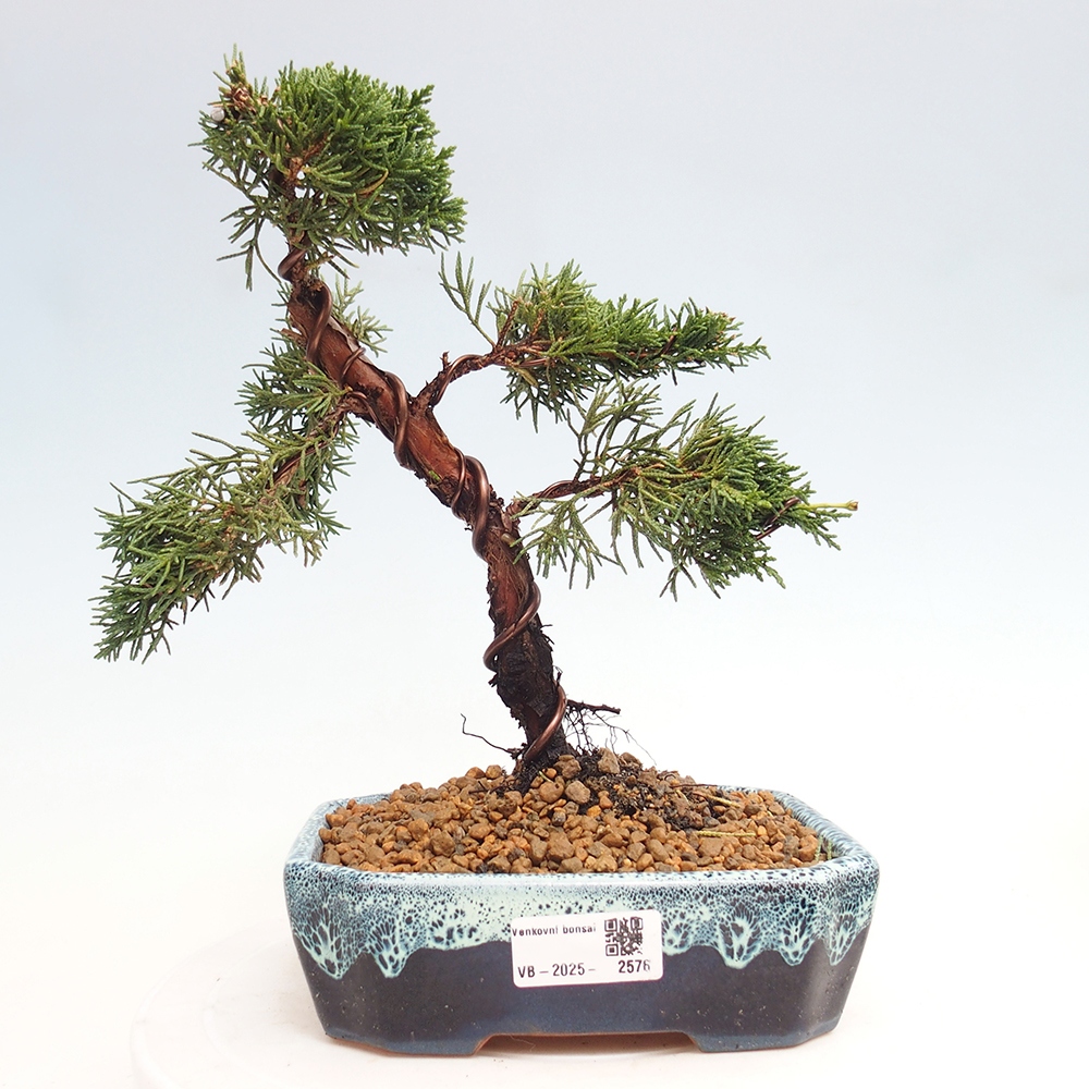 Bonsai da esterno - Juniperus chinensis Kishu