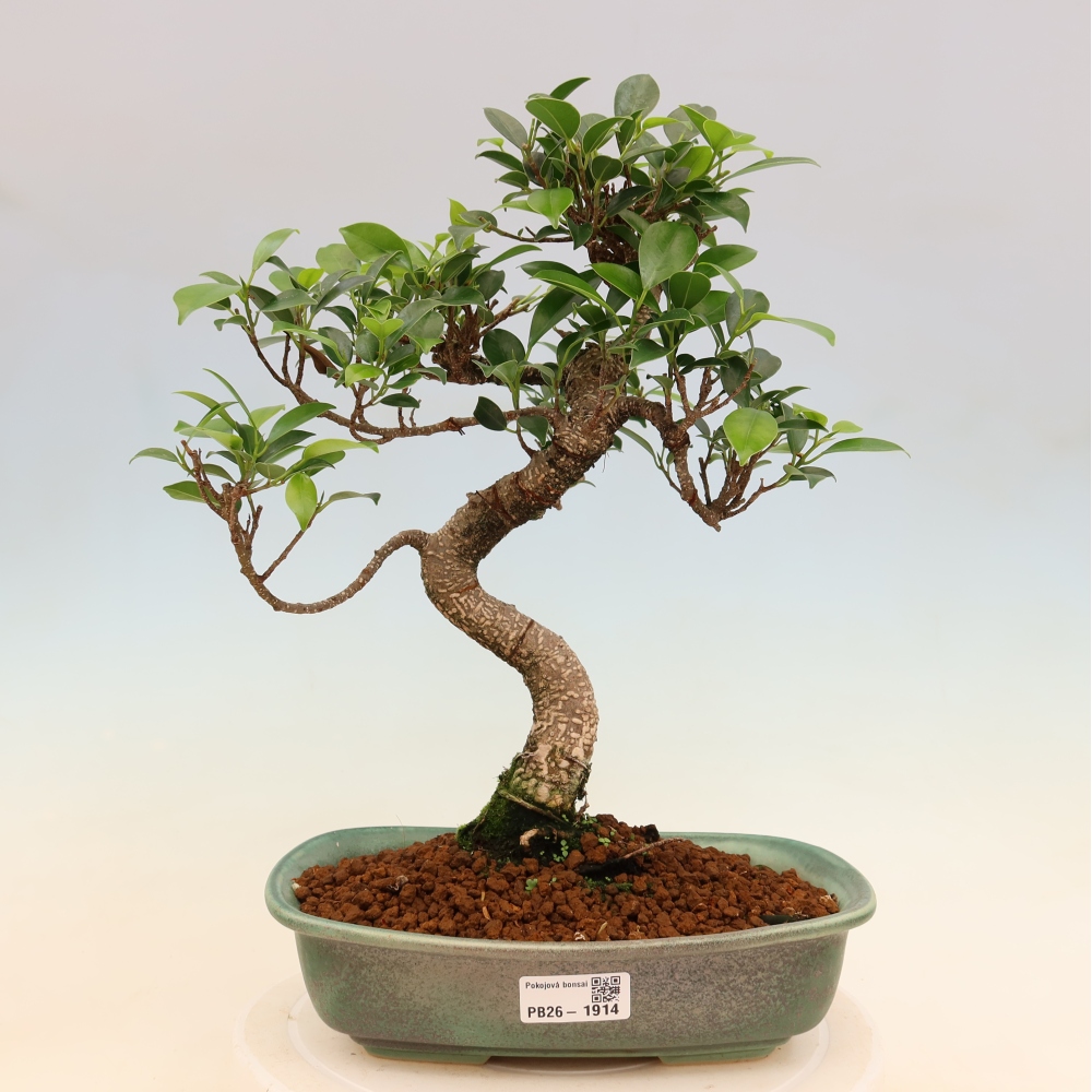 Camera bonsai - Ficus kimmen - ficus a foglie piccole