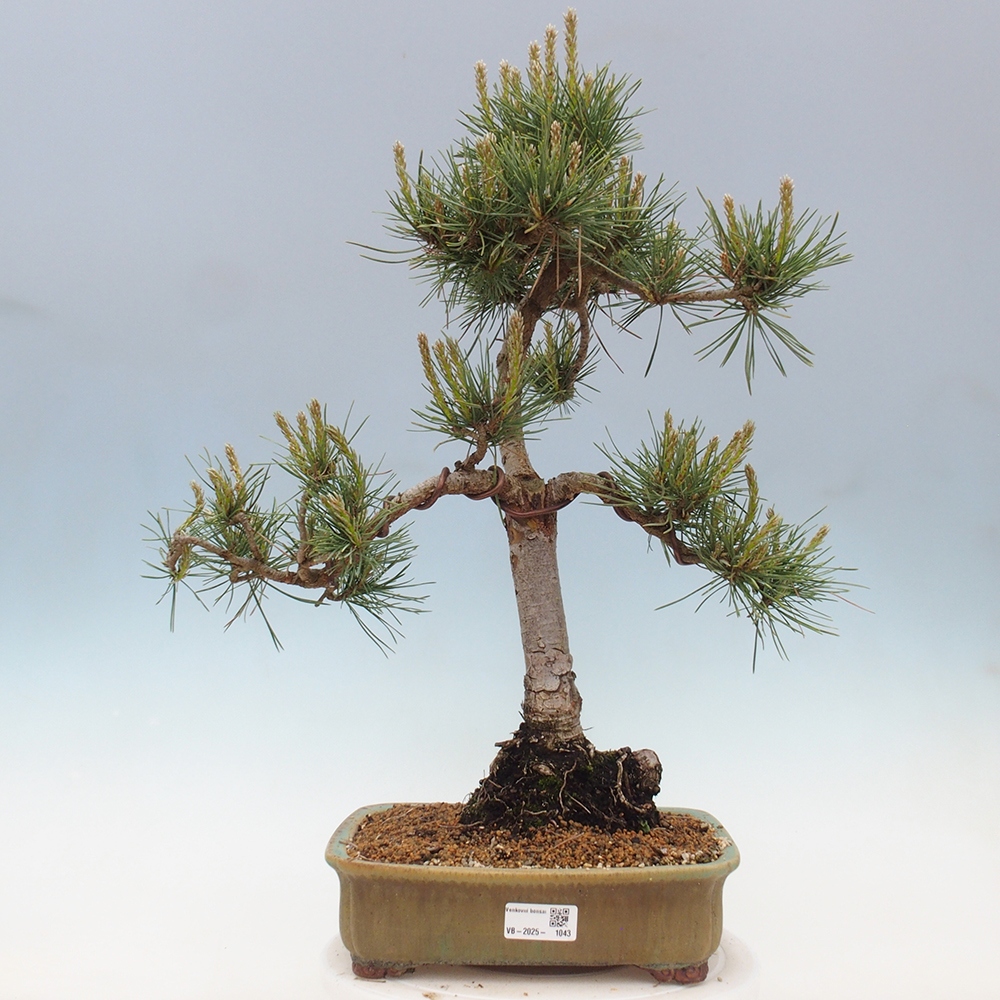 Bonsai da esterno - Pinus Sylvestris Watererri - Pino silvestre