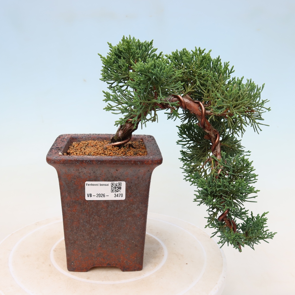 Bonsai da esterno - Juniperus chinensis Kishu