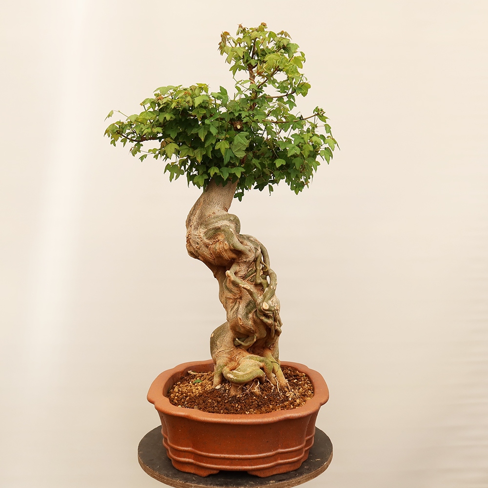 Bonsai da esterno - Acero Burger - Acer Burgerianum