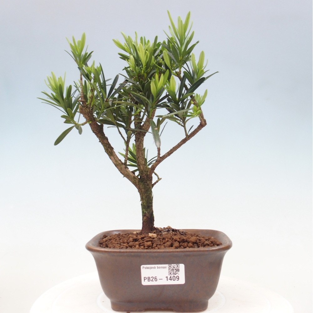 Camera bonsai - Podocarpus - Tasso delle pietre