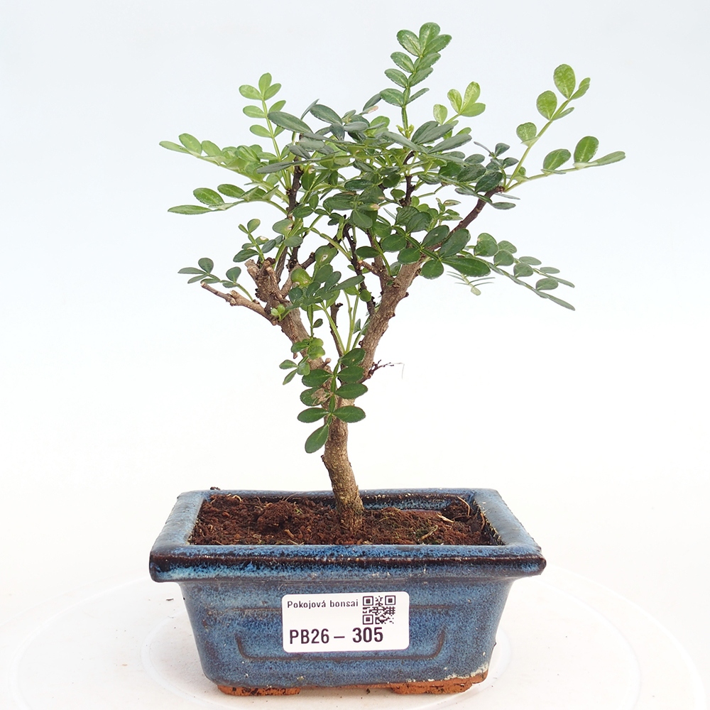 Camera bonsai - Zantoxylum piperitum - albero del pepe