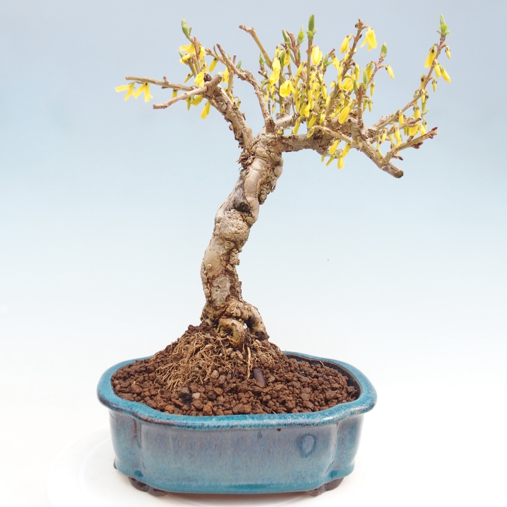 Bonsai da esterno - Zlatice - Forsythia koreana