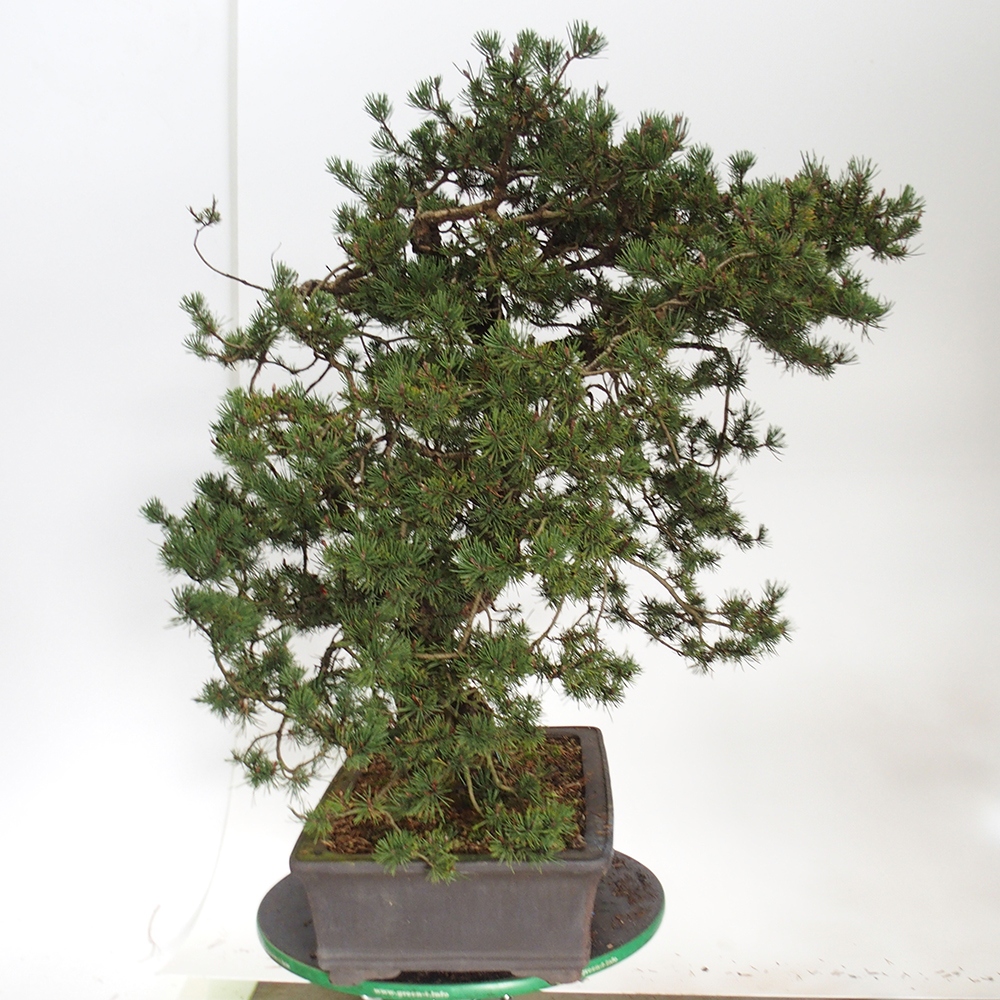 Yamadori - Pinus sylvestris Spagna