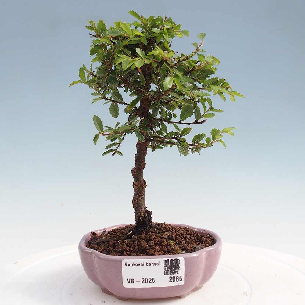 Bonsai da esterno - Ulmus parvifolia Sagei - Olmo a foglie piccole