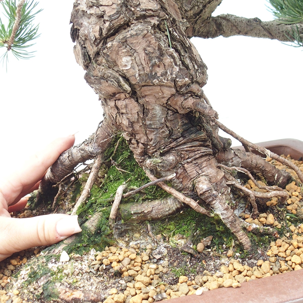 Bonsai da esterno - Pinus parviflora - Pinus parviflora