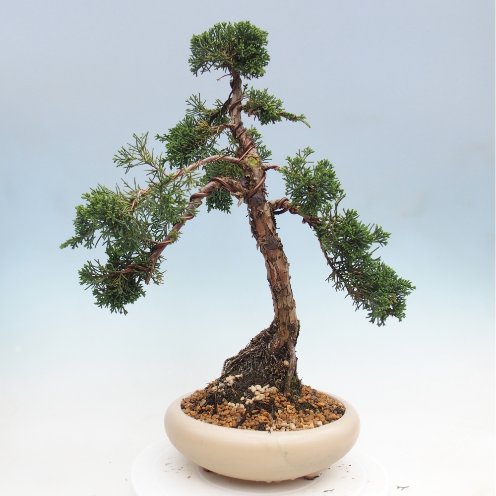 Bonsai da esterno - Juniperus chinensis Kishu