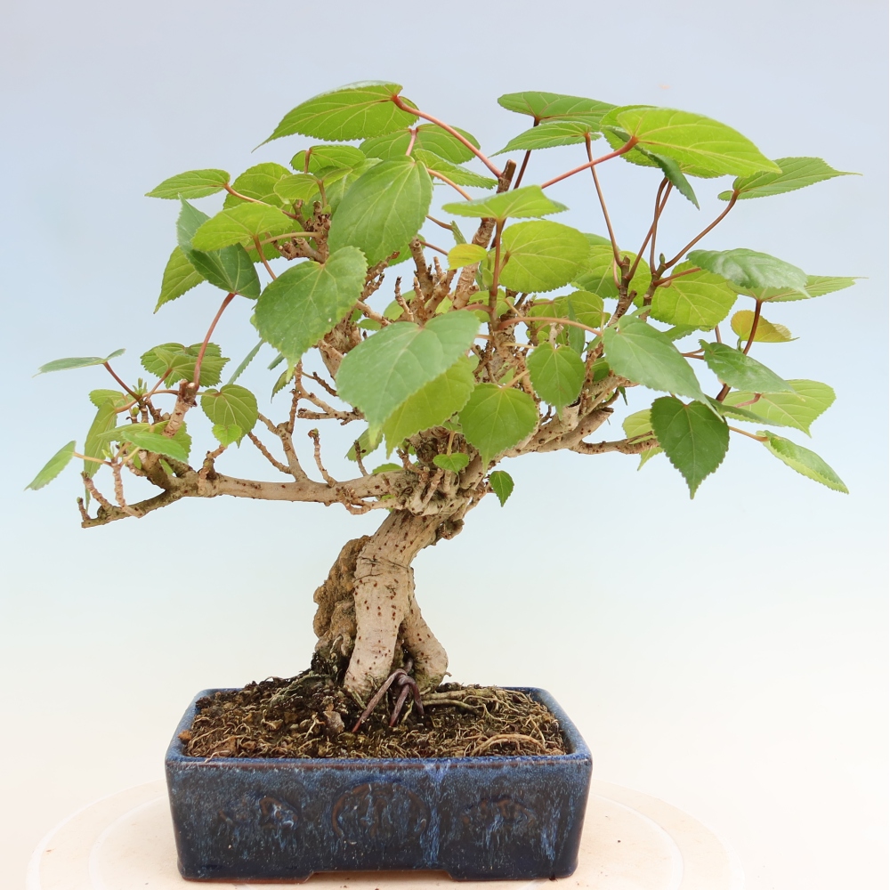 Bonsai da interno - Hibiscus tiliaceus - Ibisco marino