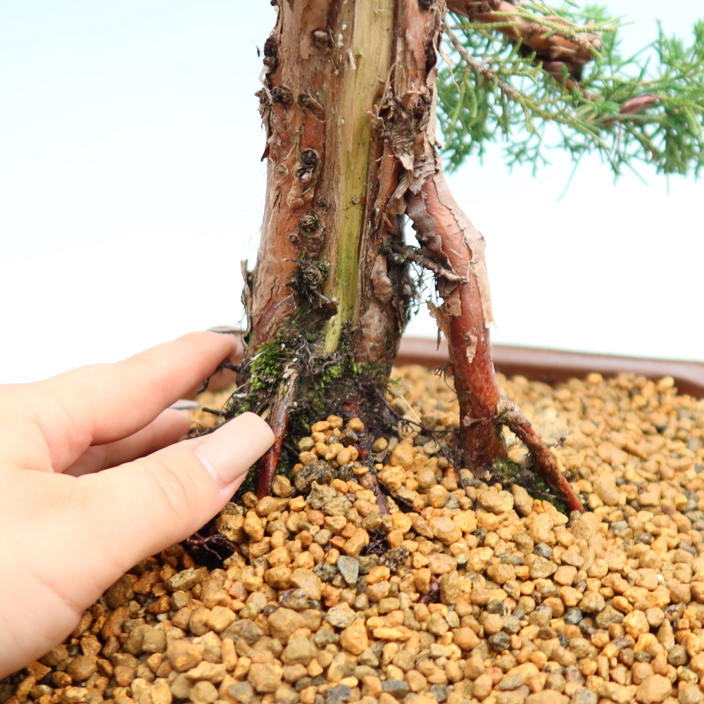 Bonsai da esterno - Juniperus chinensis Kishu
