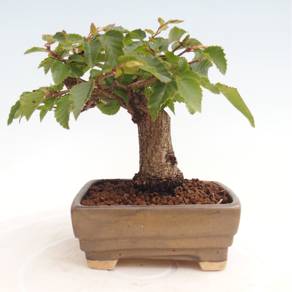 Bonsai da esterno -Carpinus CARPINOIDES - Carpino coreano