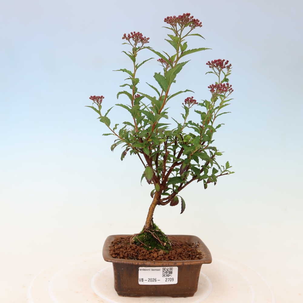 Bonsai da esterno - Spirea giapponese - Spirea japonica Anthony Waterer