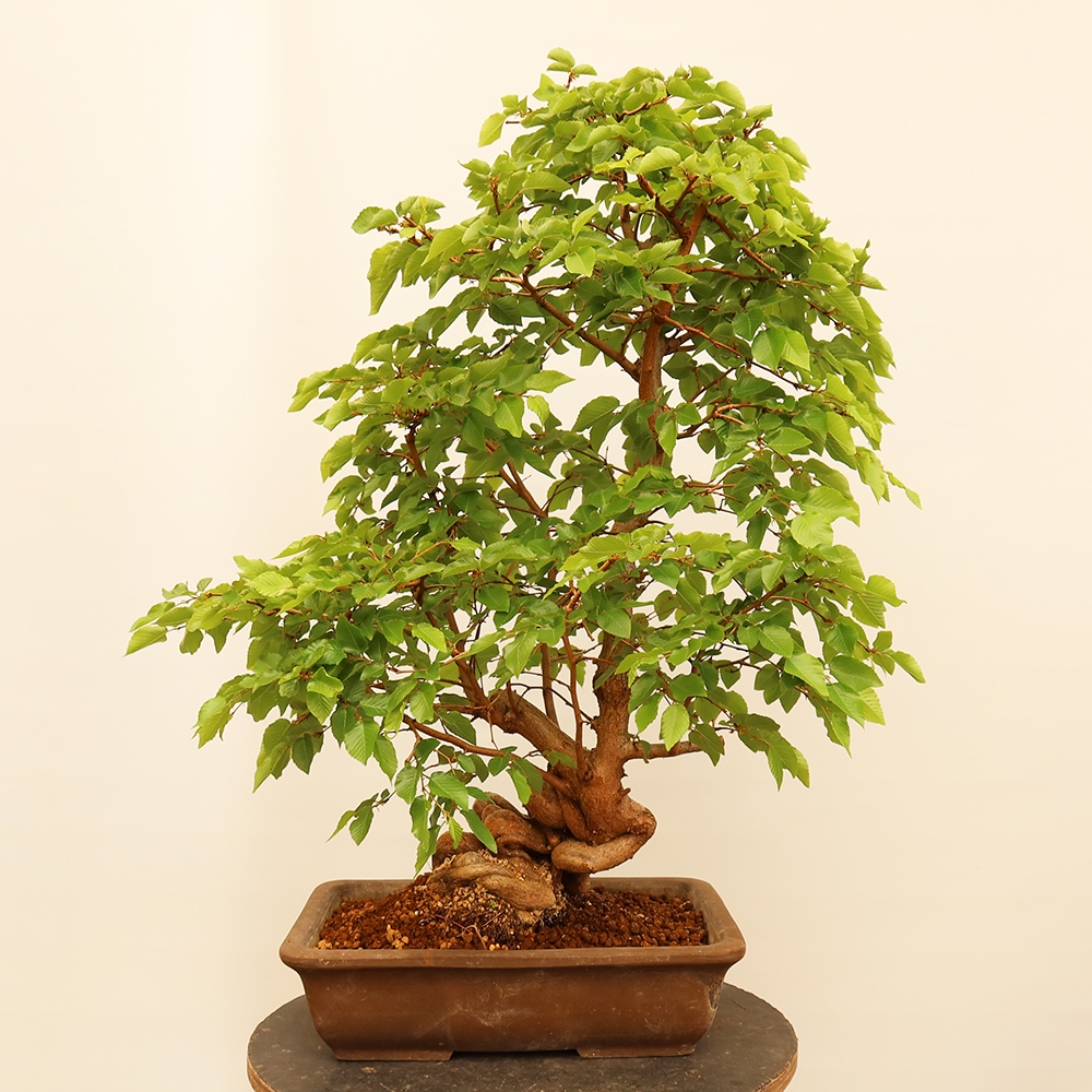 Bonsai da esterno -Carpinus Coreana - Carpino coreano