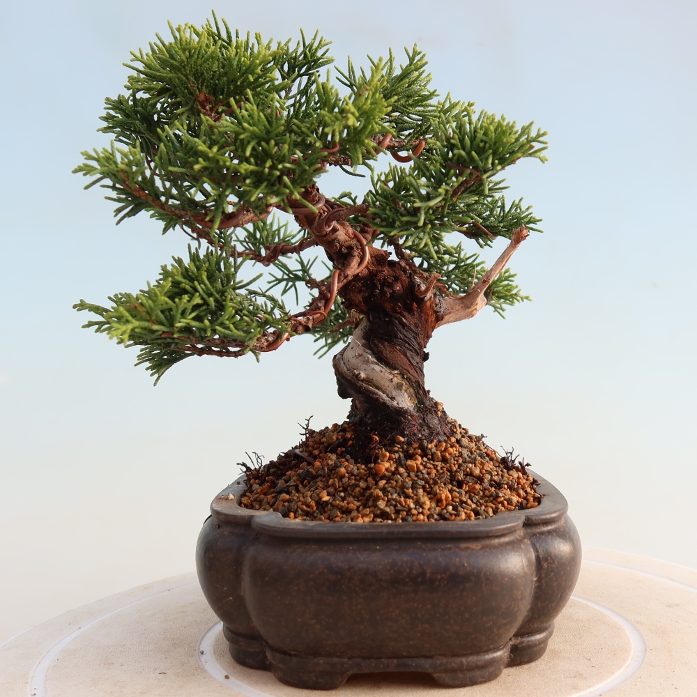 Bonsai da esterno - Juniperus chinensis Itoigawa
