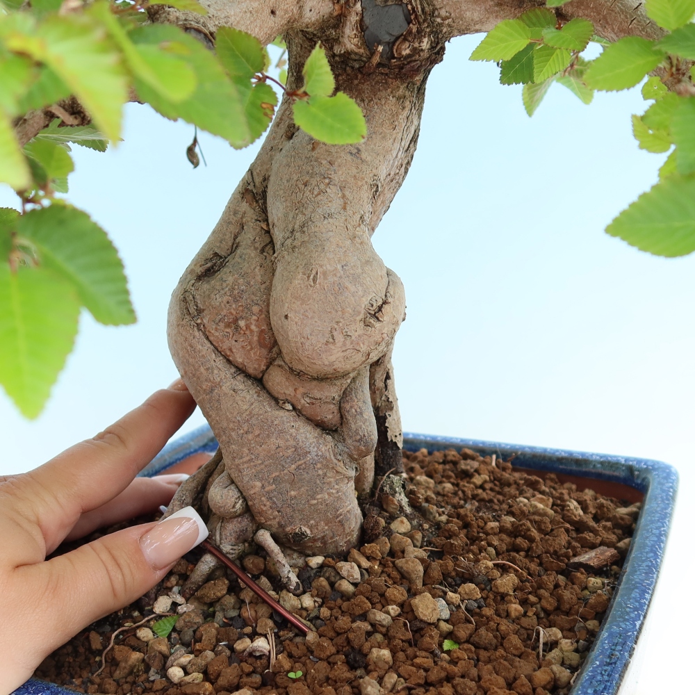 Bonsai da esterno -Carpinus Coreana - Carpino coreano