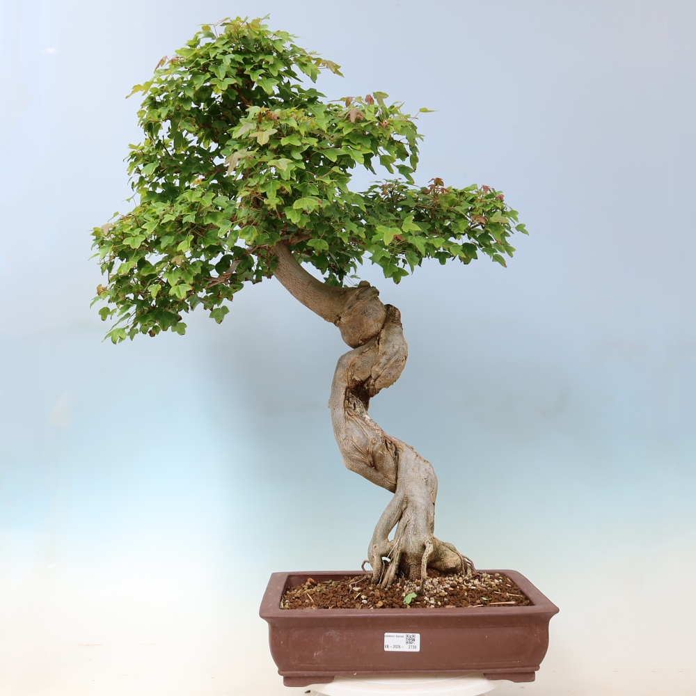 Bonsai da esterno - Acer Buergerianum - Acero di Burger