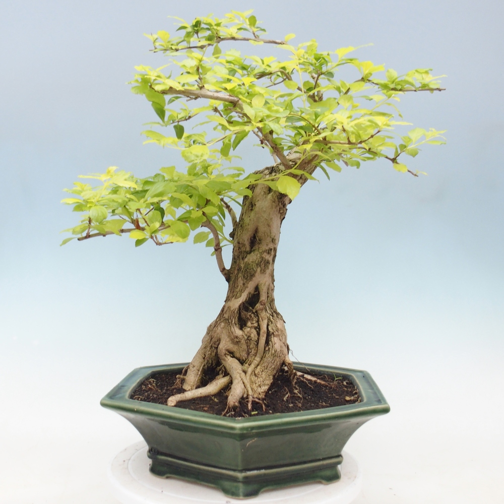 Camera bonsai - Duranta erecta Aurea