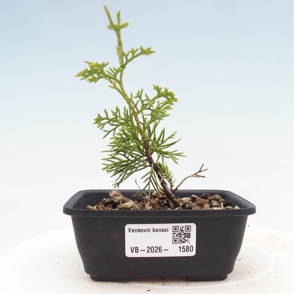 Bonsai da esterno - Juniperus chinensis Itoigawa