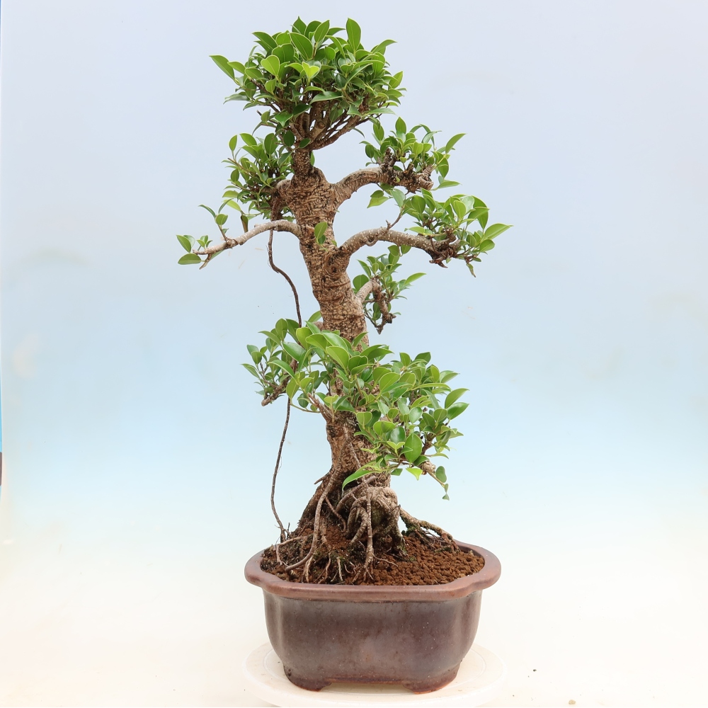 Camera bonsai - Ficus kimmen - ficus a foglie piccole