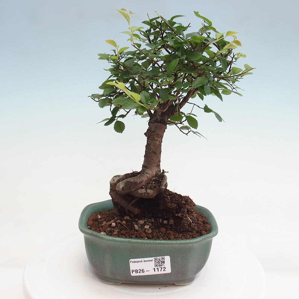 Camera bonsai - Ulmus parvifolia - Olmo a foglie piccole