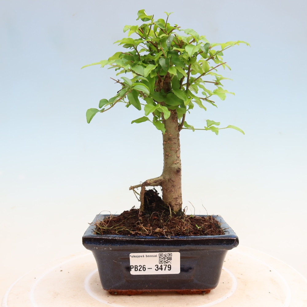 Camera bonsai -Ligustrum chinensis - Becco d'uccello