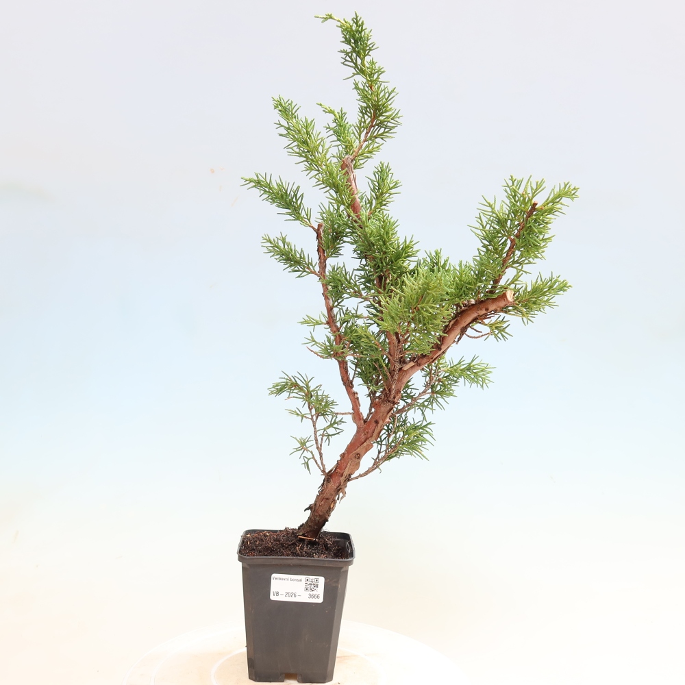 Bonsai da esterno - Juniperus chinensis Kishu