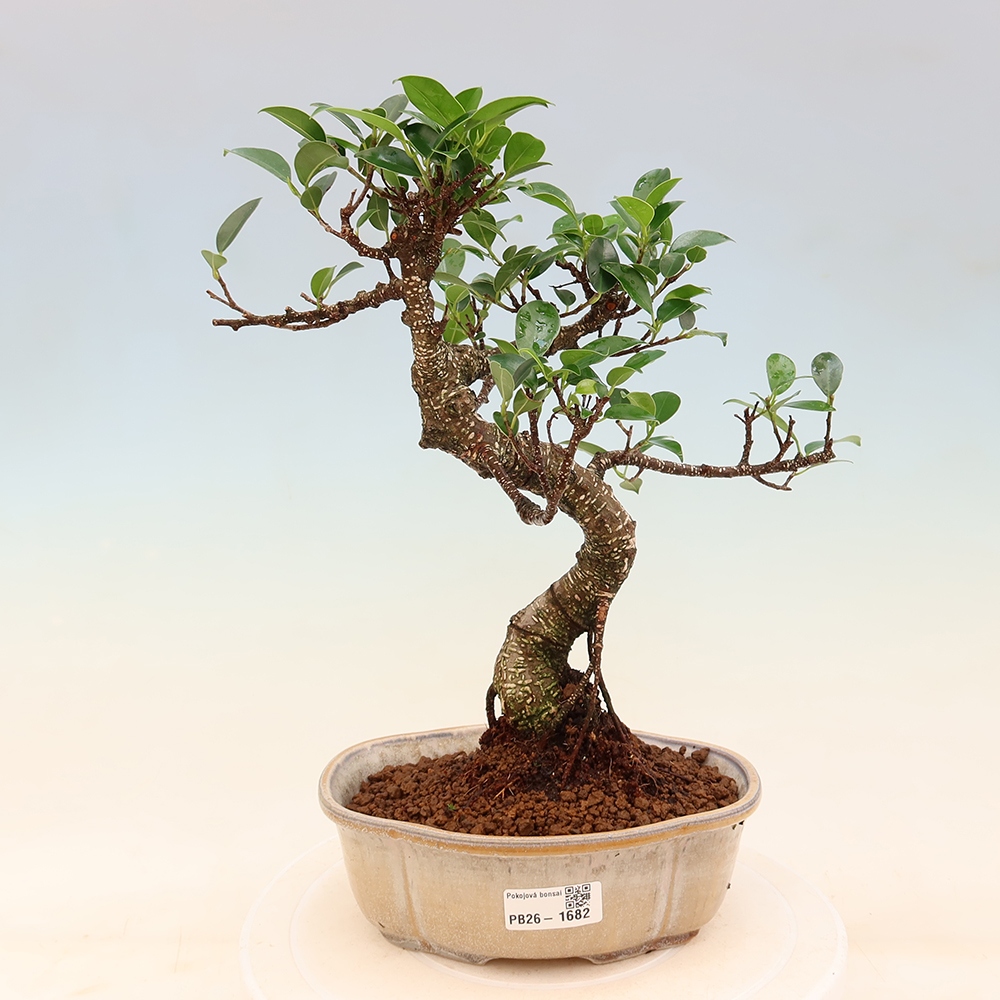 Camera bonsai - Ficus retusa - ficus a foglie piccole