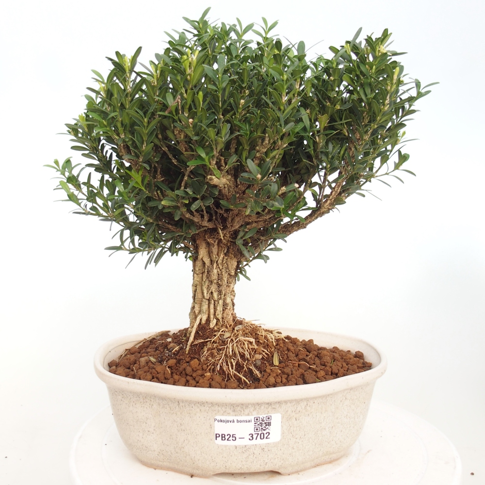 Camera bonsai - Buxus harlandii - buxus da sughero