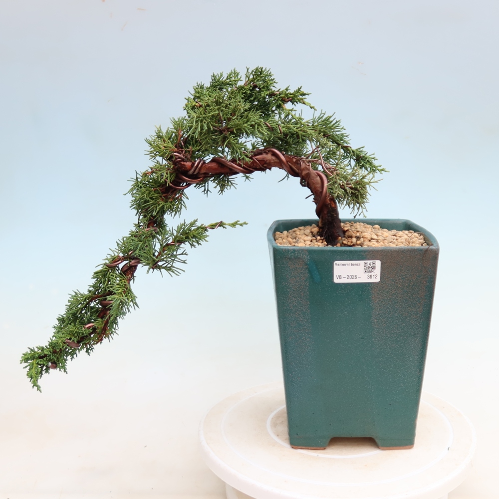 Bonsai da esterno - Juniperus chinensis Kishu