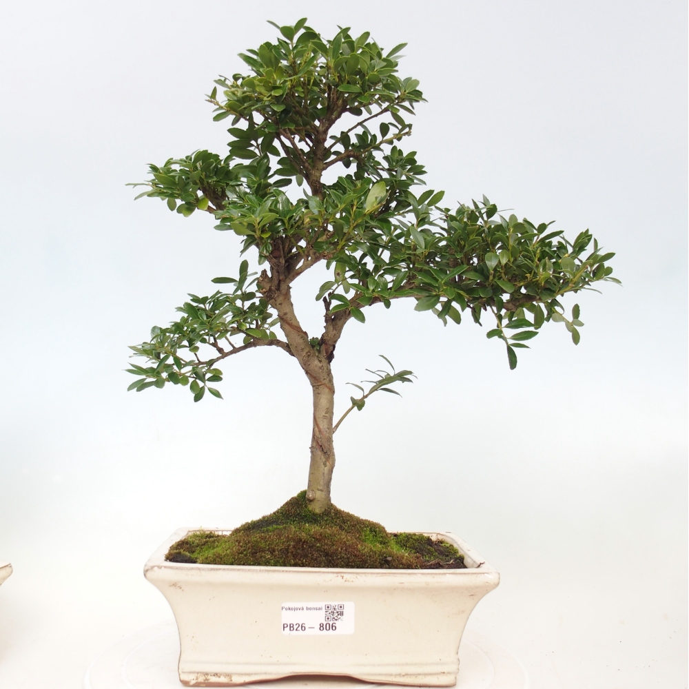 Camera bonsai - Ilex crenata - Agrifoglio