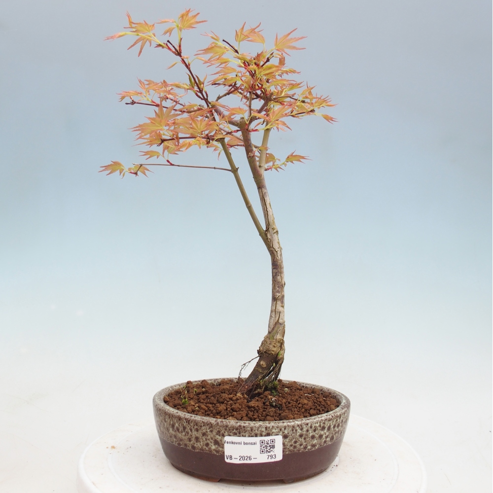 Acero norvegese - Acer palmatum Beni Tsukasa