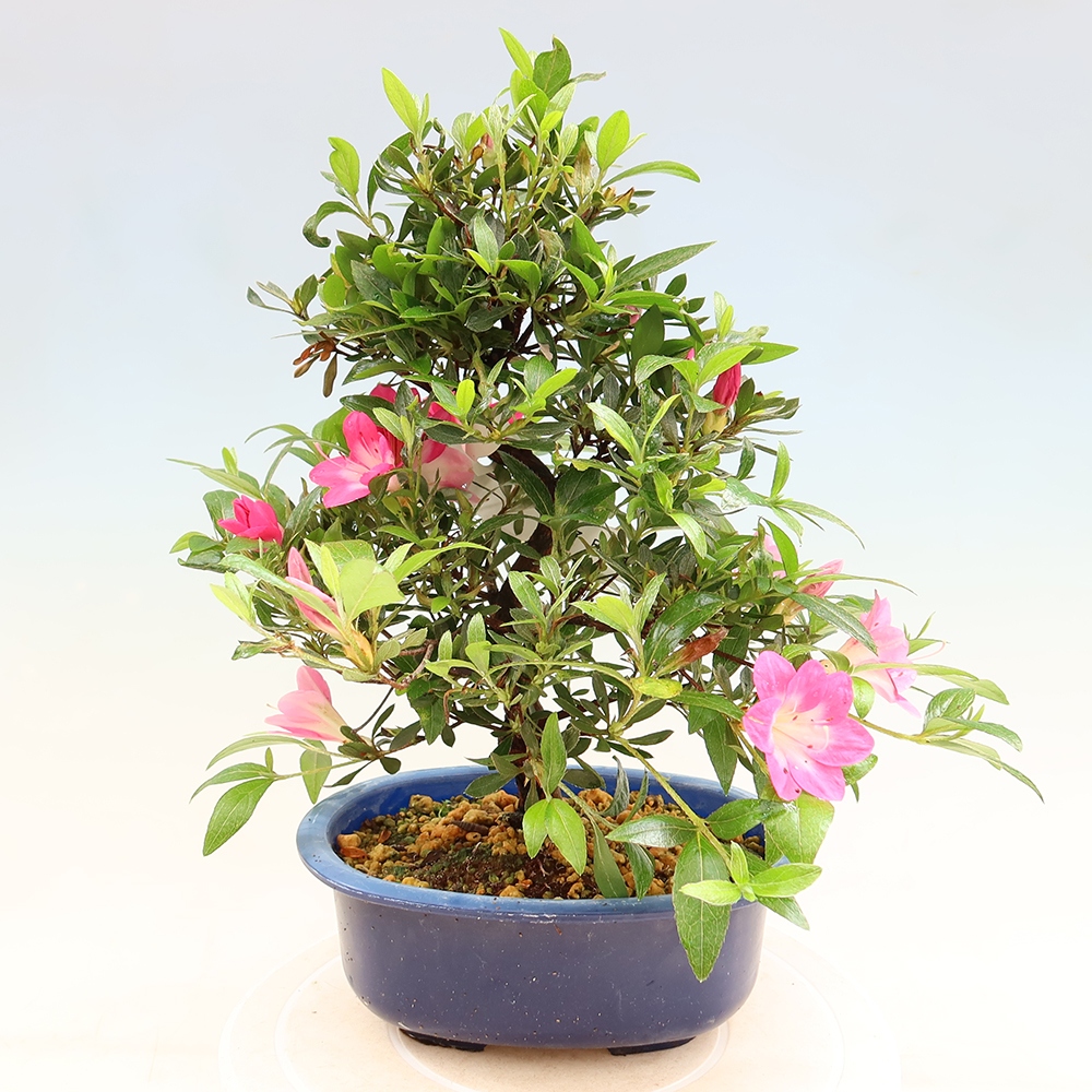 Bonsai da esterno - Azalea giapponese - Azalea Reiko
