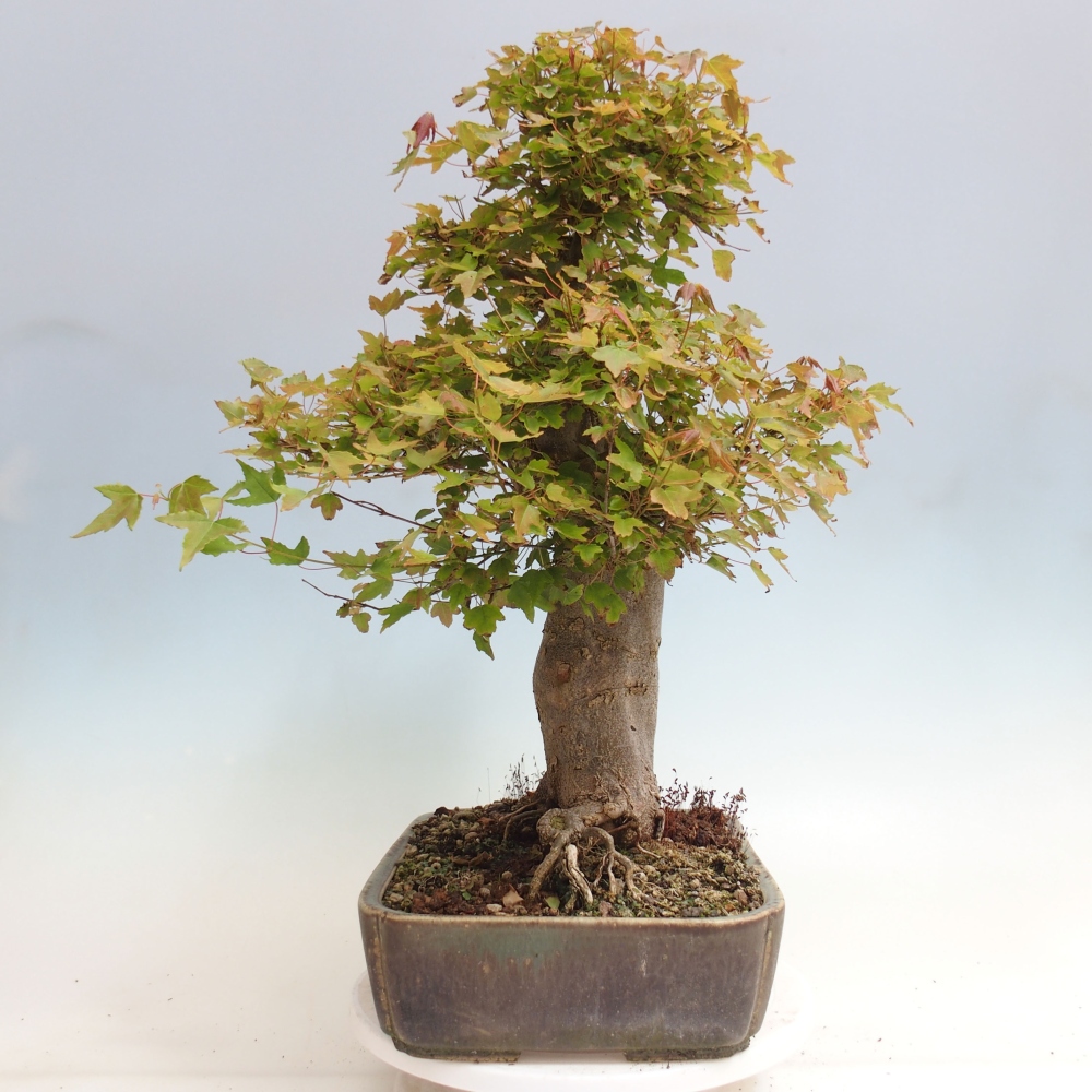 Bonsai da esterno - Acer Buergerianum - Acero di Burger