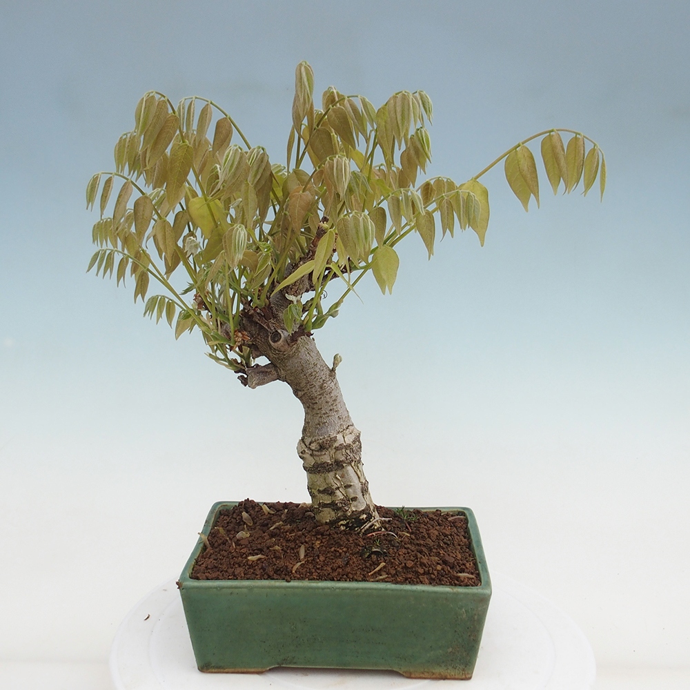 Bonsai da esterno - Glicine floribunda