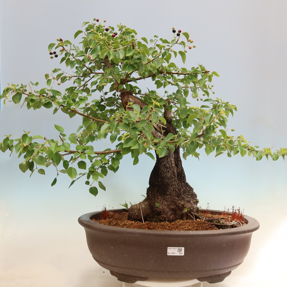 Bonsai da esterno - Mahalebka - Prunus mahaleb