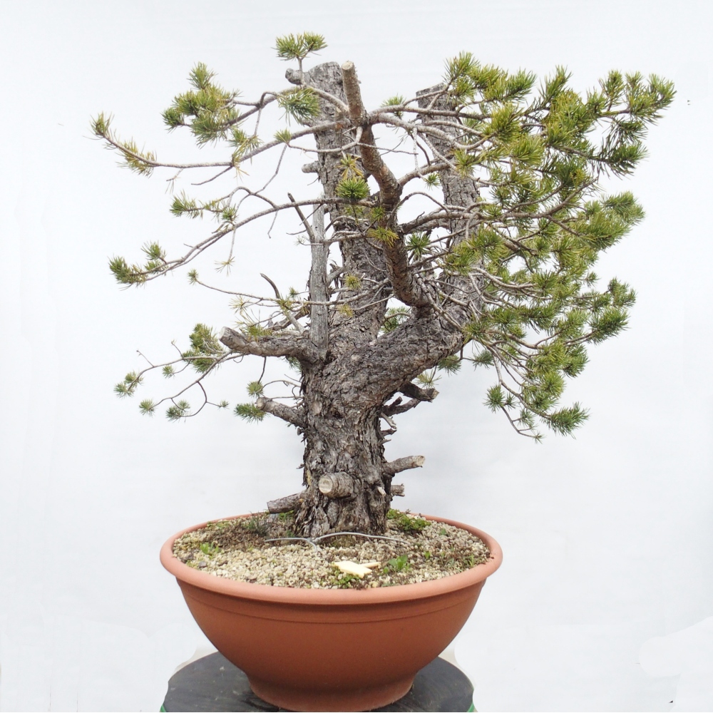 Yamadori - Pinus sylvestris Spagna