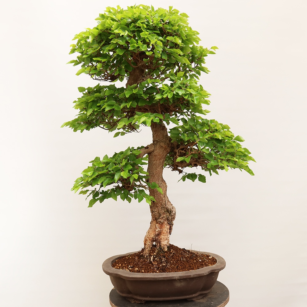 Bonsai da esterno -Carpinus Coreana - Carpino coreano