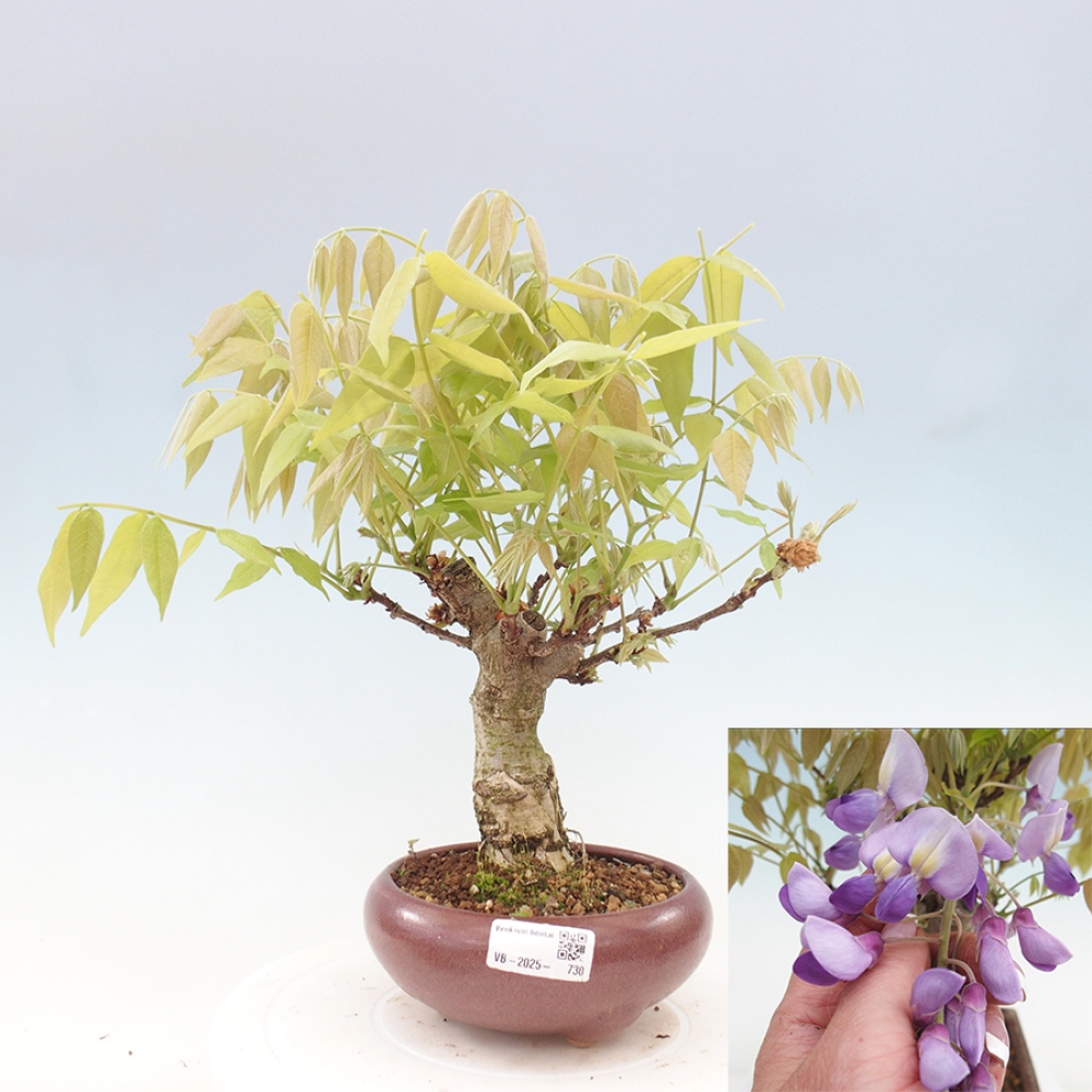 Bonsai da esterno - Glicine floribunda
